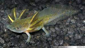 Unusual Axolotls - how do I get them? | Caudata.org: Newts and Salamanders  Portal
