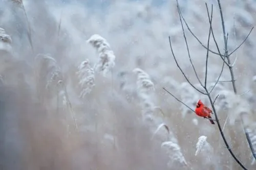 cardinal singing in the winter at one of the best places to visit in ct during winter vacation getaways