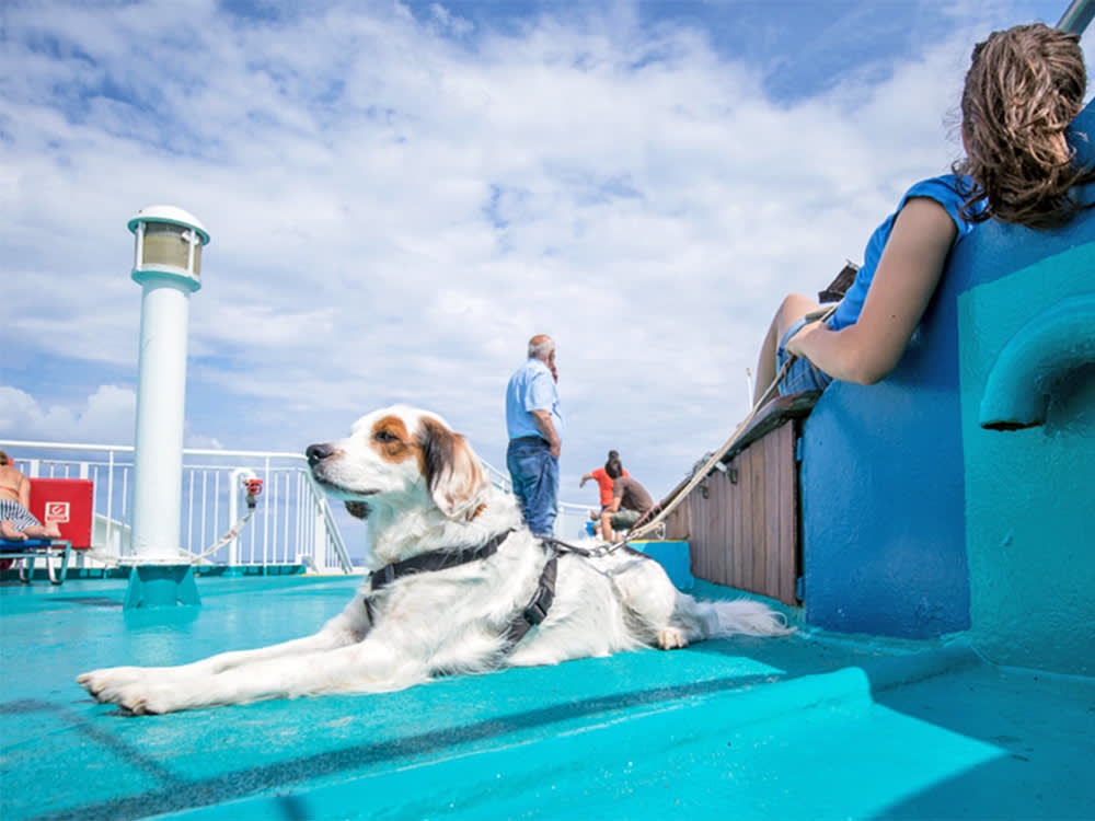 Cruise ships for canine