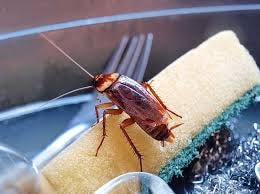 Pest control, pest inspections, cockroach