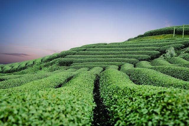 moc chau tea hills, hills, nature