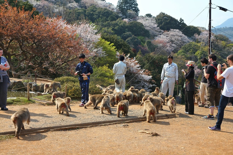 Arashiyama Monkey Park photo by Tupungato via Shutterstock.com