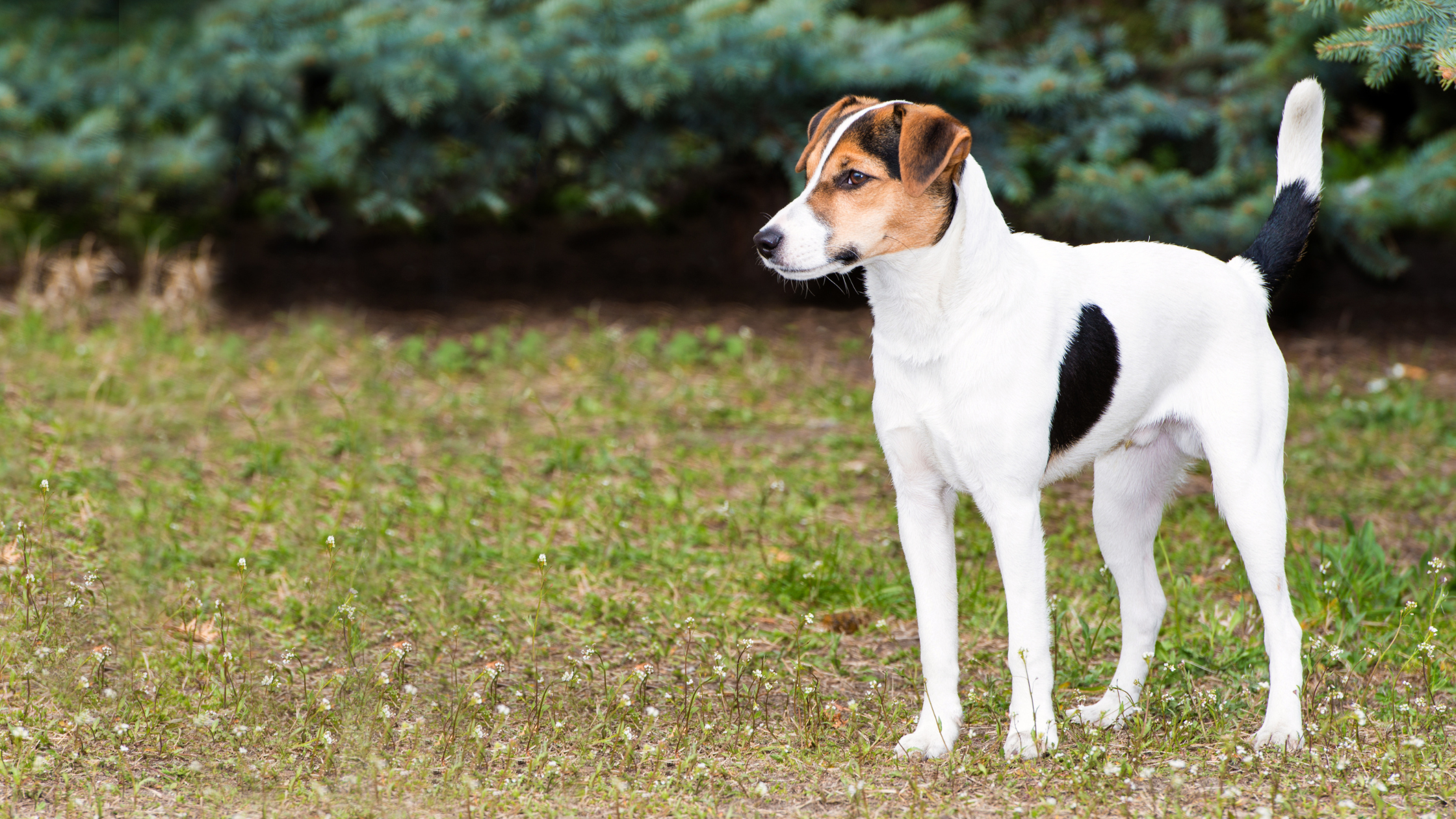 A Smooth Fox Terrier standing alert in an open field near a forest