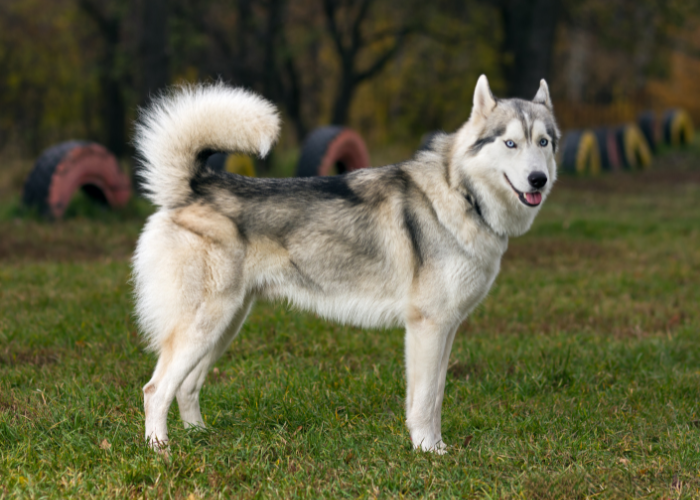 A siberian husky dog with blue eyes.