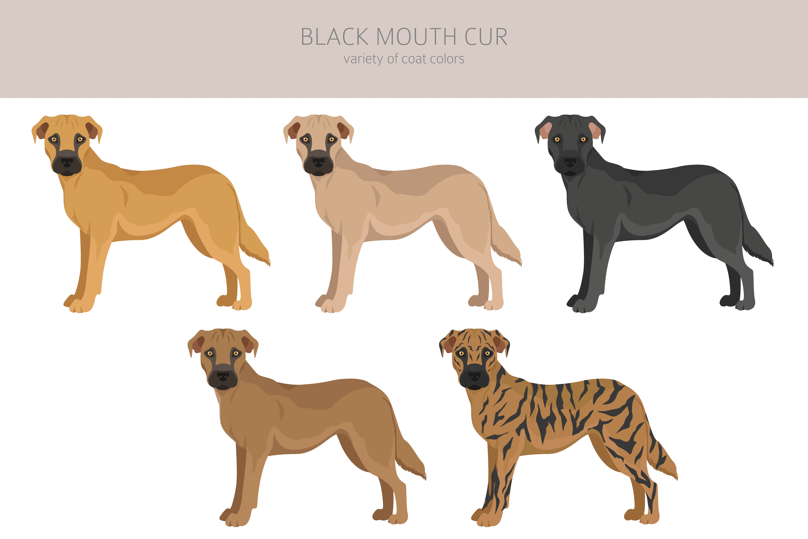 An illustration of the black mouth cur coats