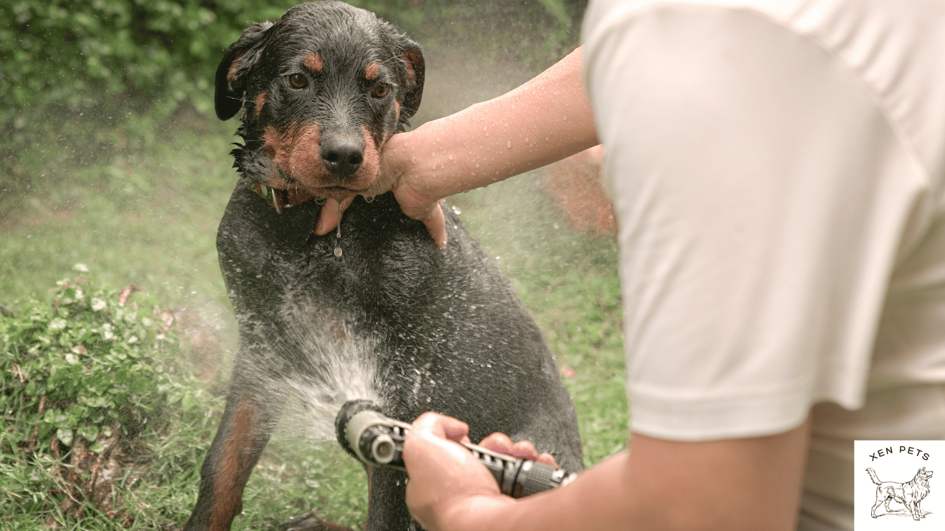 dog with unpleasant odor