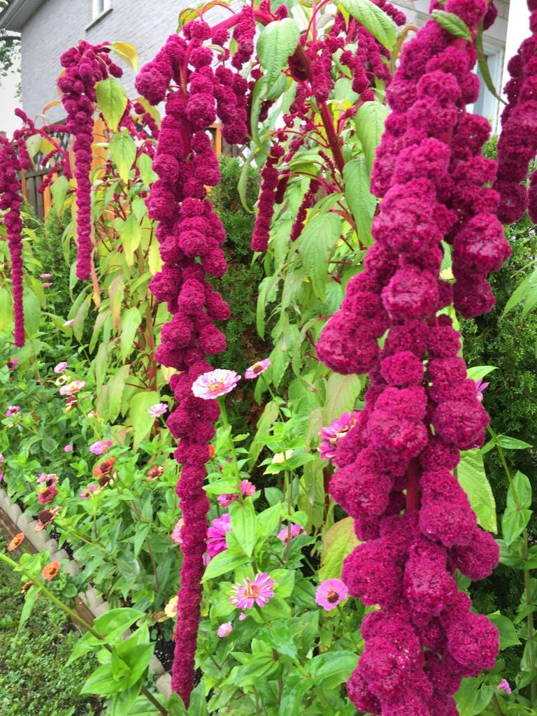 Love Lies Bleeding