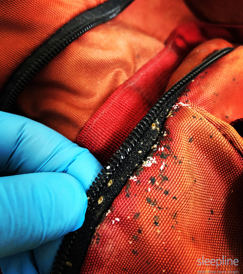 Bed bugs brought home from hotel in bag