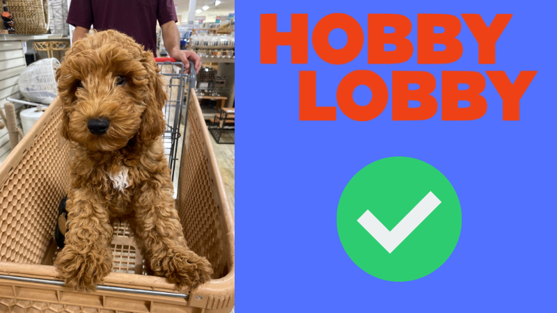 Photo of a dog in a Hobby Lobby in a cart being pushed by pet parents. Showing the Hobby Lobby pet policy is friendly.
