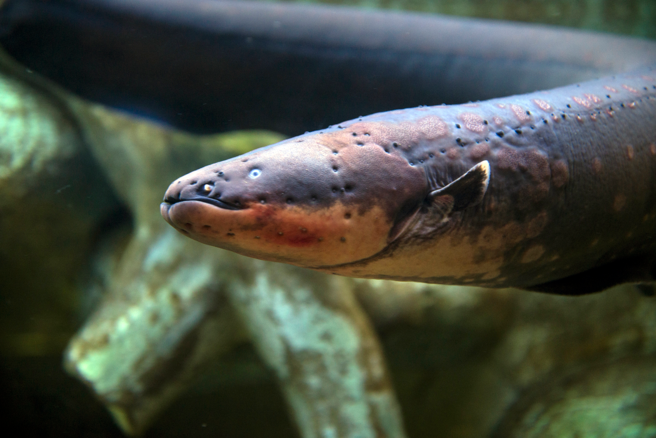 Freshwater aquarium eels- are they really eels?