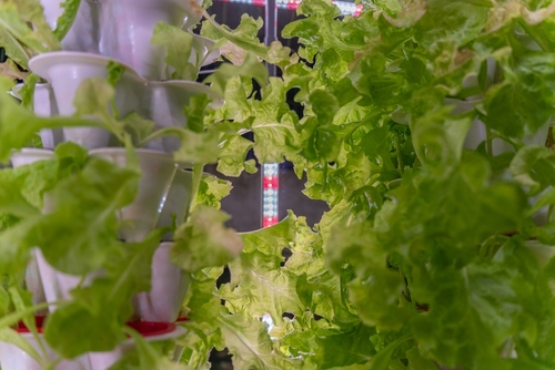 A picture of a hydroponic tower with many plants growing in it and a person setting it up