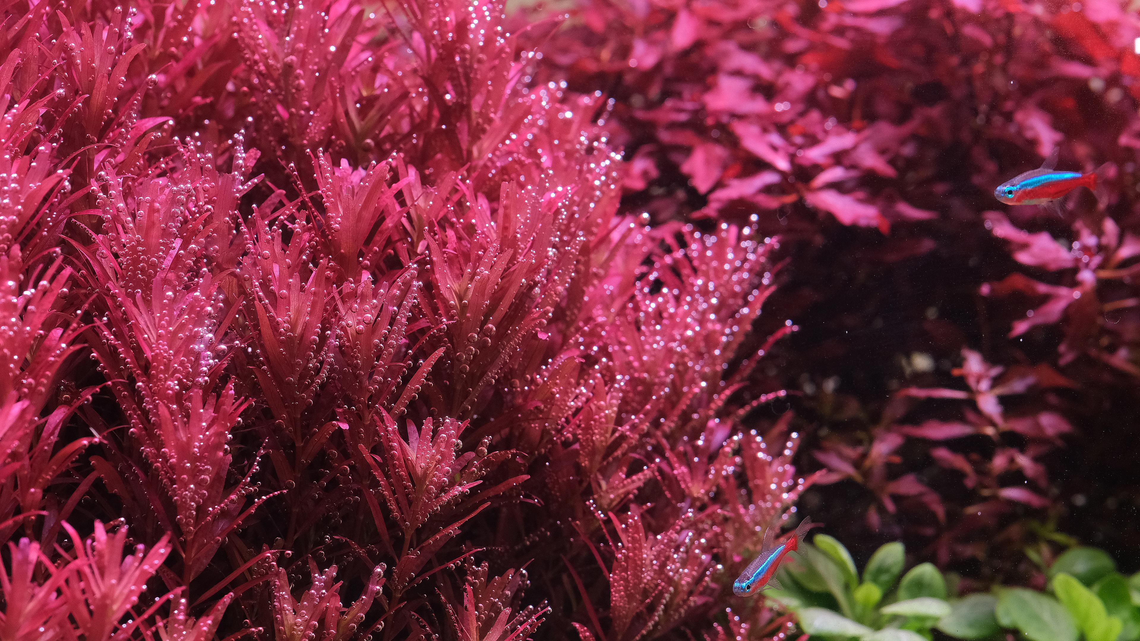 Close up of Rotala "blood red SG"