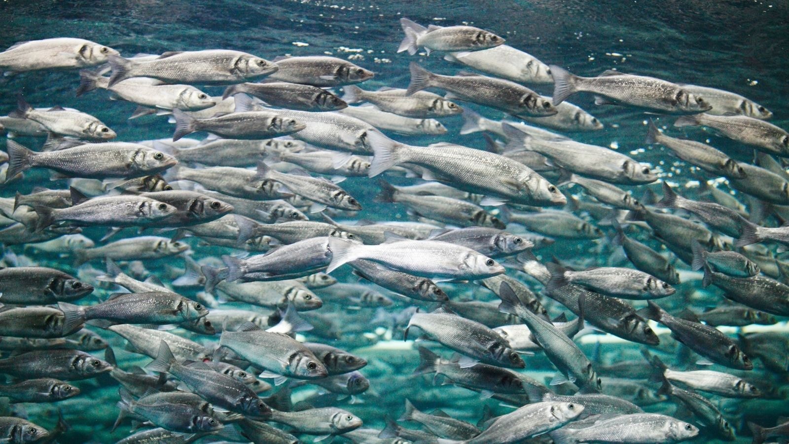 Large school of silver fish swimming together in clear ocean water