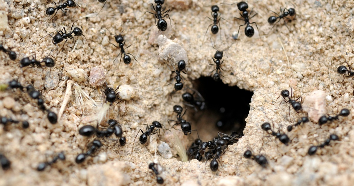 Cinnamon: Ant Killer? Unveiling the Mystery of Cinnamon's Effectiveness ...