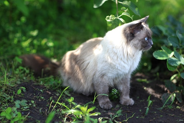 katze, housetier, garden