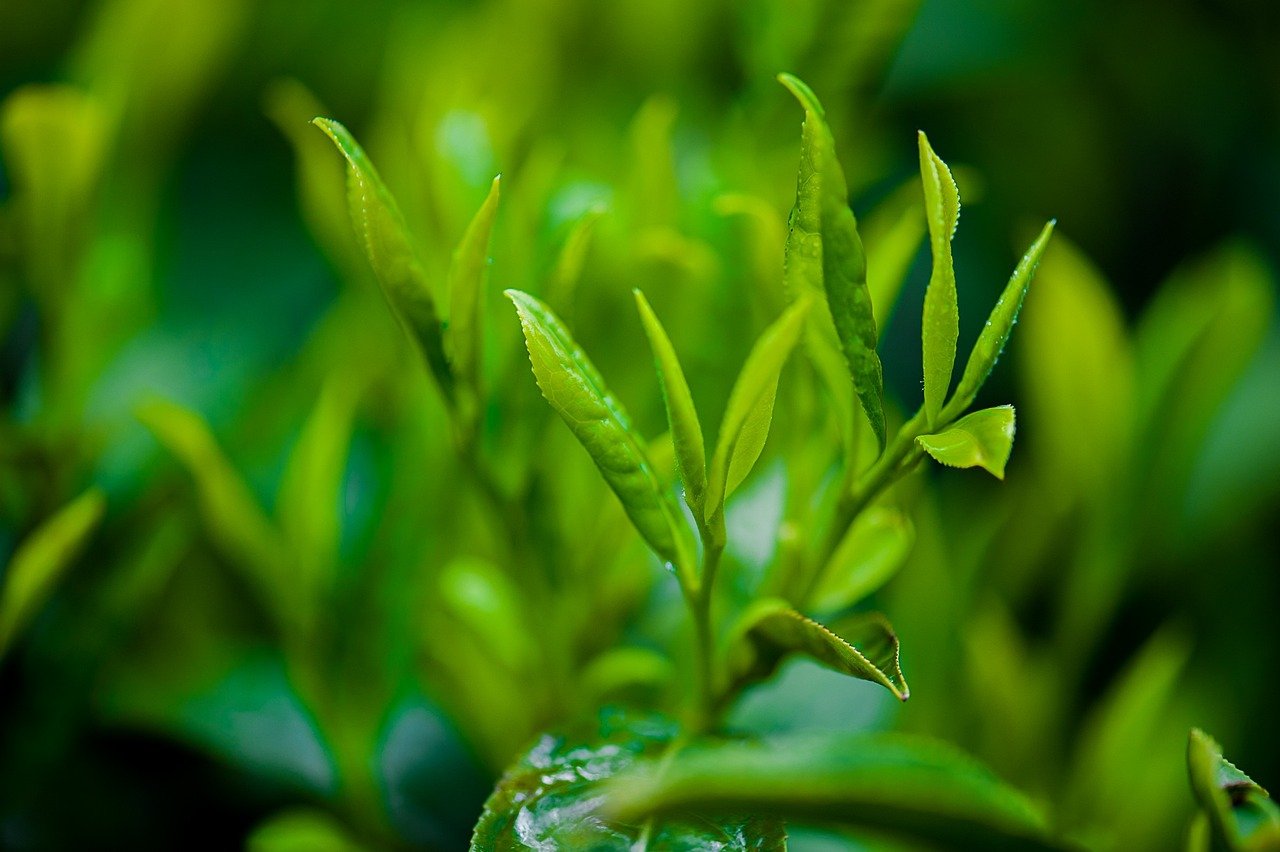 Green tea leaves (Camellia Sinensis plant) contain high content antioxidants beneficial for skin and overall health.