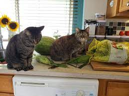 Caught both cats trying to munch on the corn husks after my trip to the  farmer's market. The sullen looking one is Obi and the one failing to pull  off the innocent