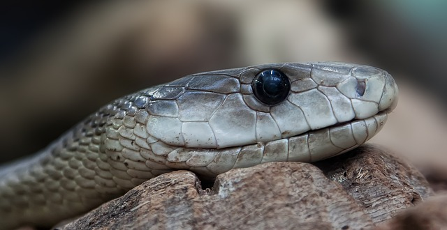 black mamba, dendroaspis polylepis, line