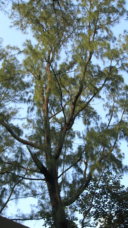 Beauty of the Casuarina Tree