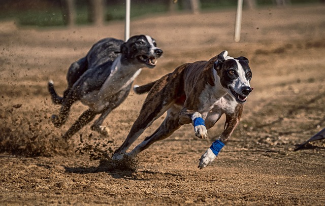 dog, dog racing, greyhounds