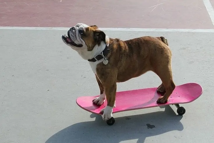 Brindle English bulldog