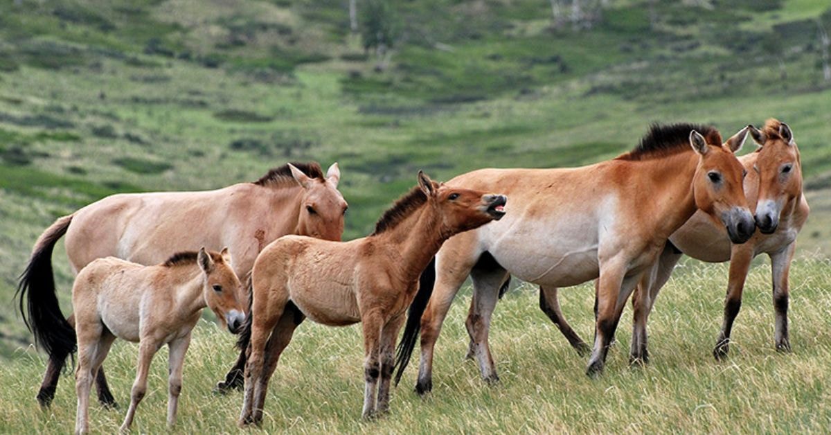 Khustai National Park Wild horses