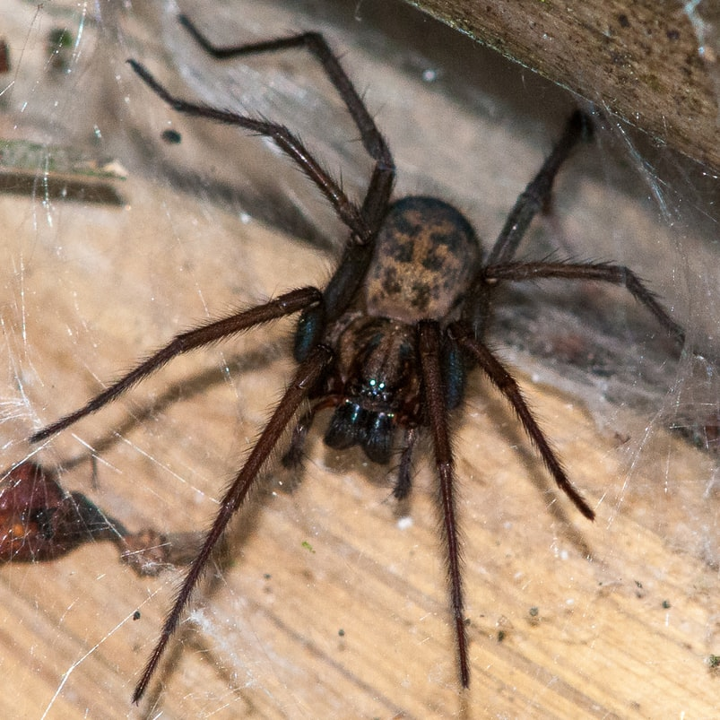 5 Common Myths About House Spiders