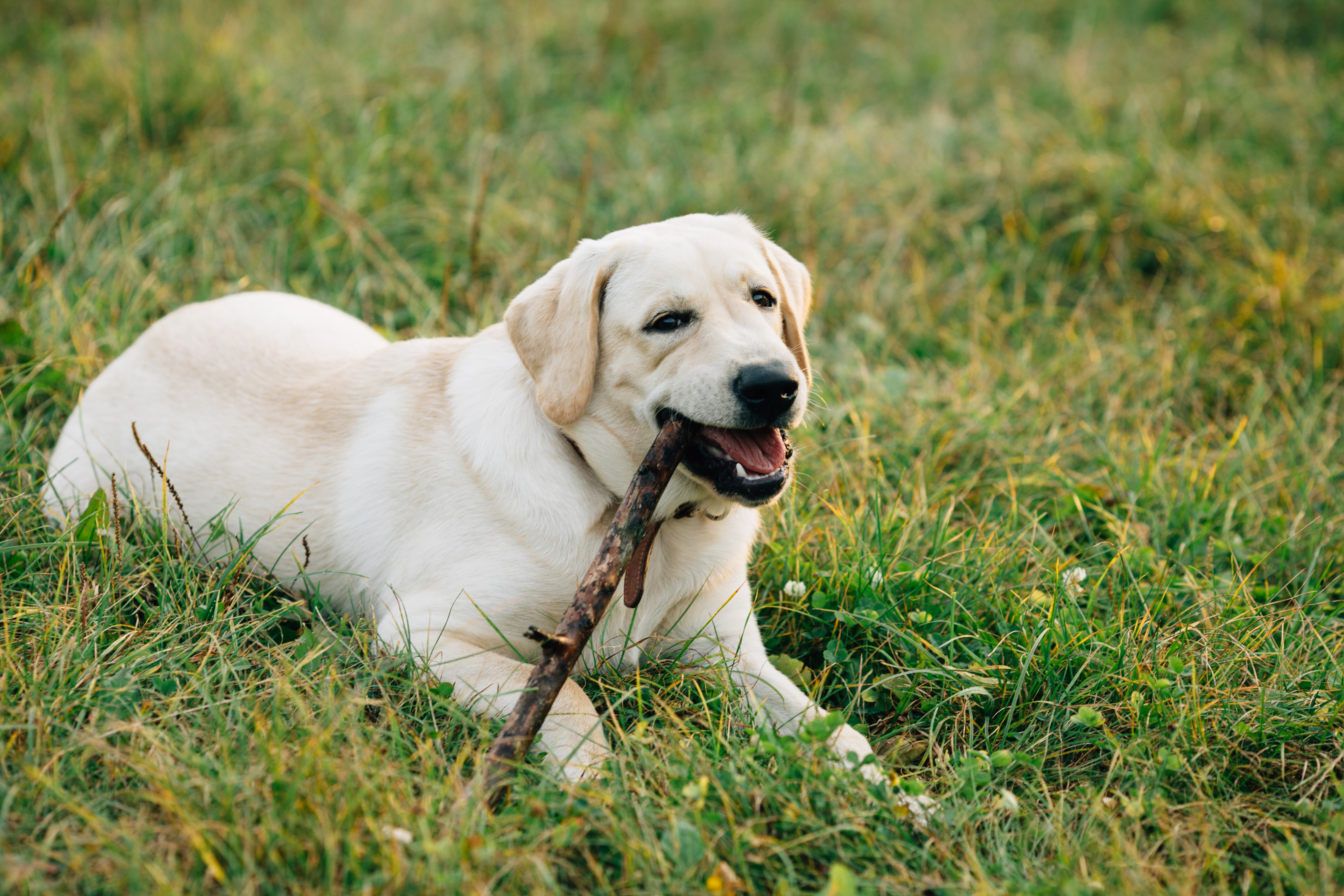 labrador, dog, mammal