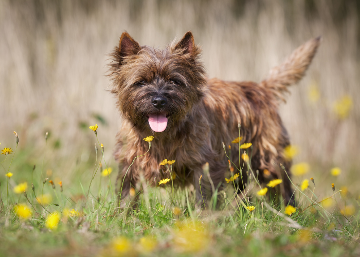 A Cairn Terrier dog with brown fur