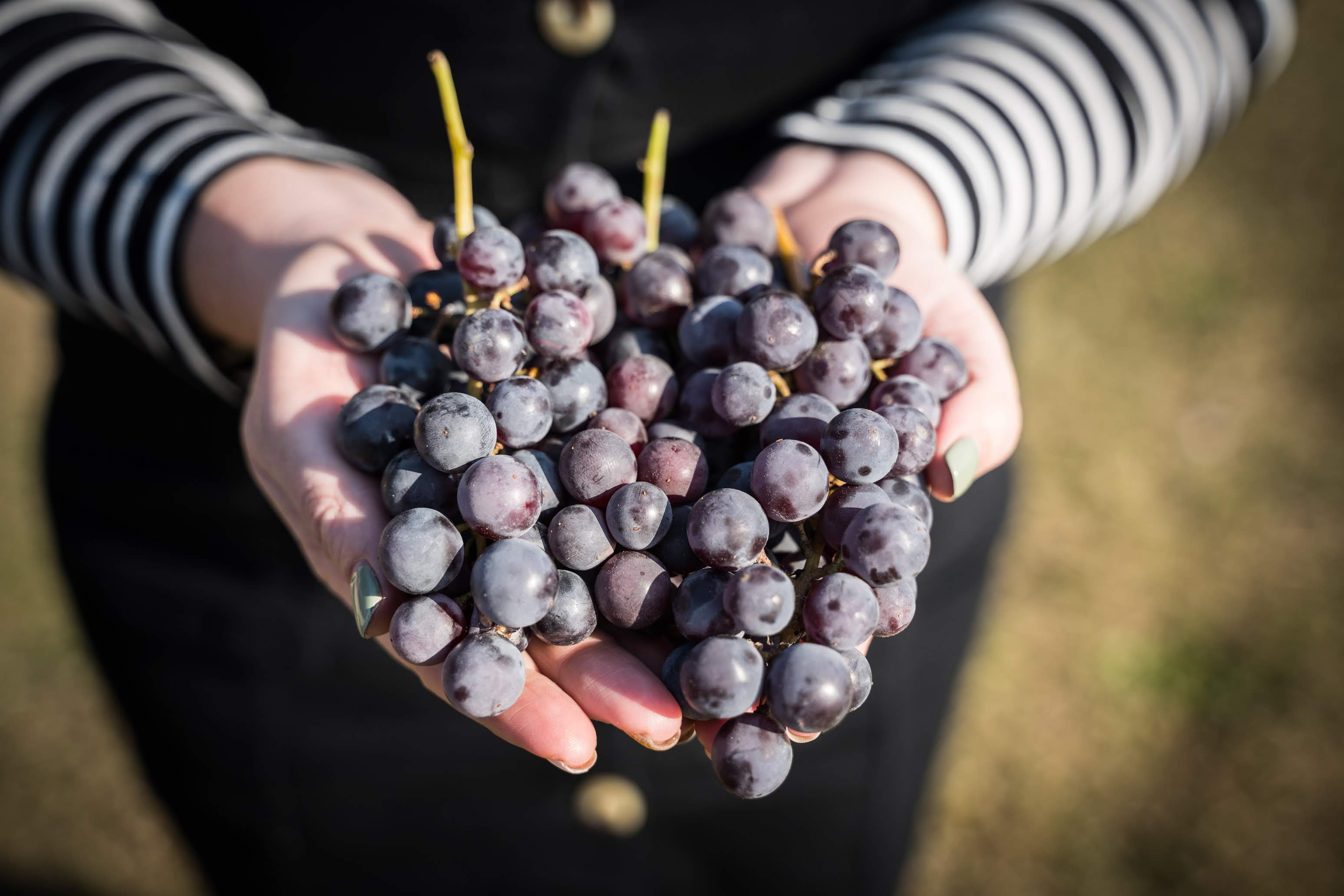 Revival of ancient grape varieties in Georgia