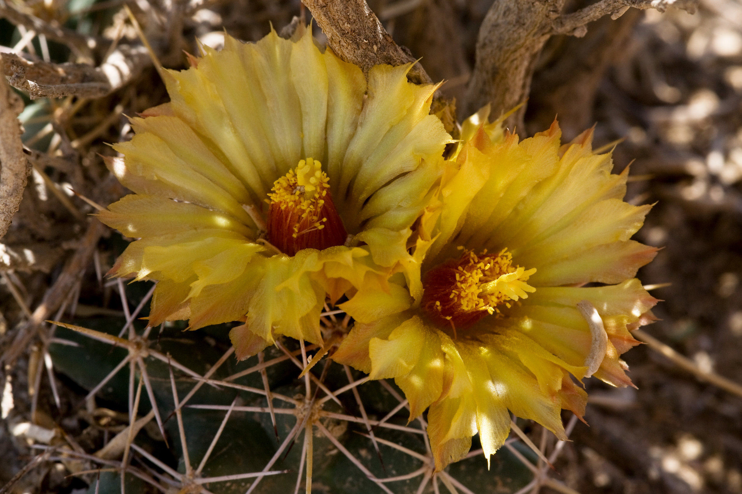 pima pineapple cactus, pineapple cactus