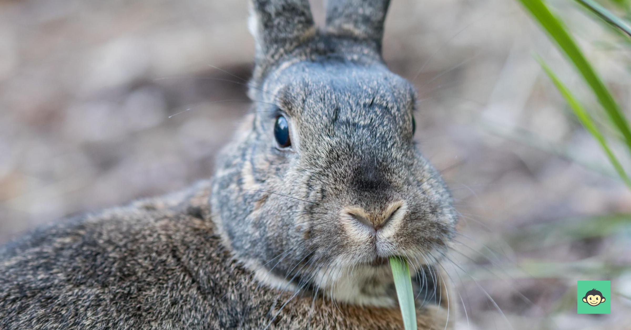 Key stages that helps you multiple your top talents like bunnies.