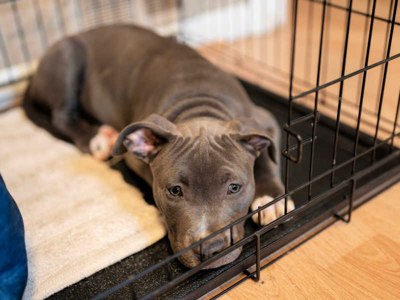 Putting a blanket 2025 over puppy crate