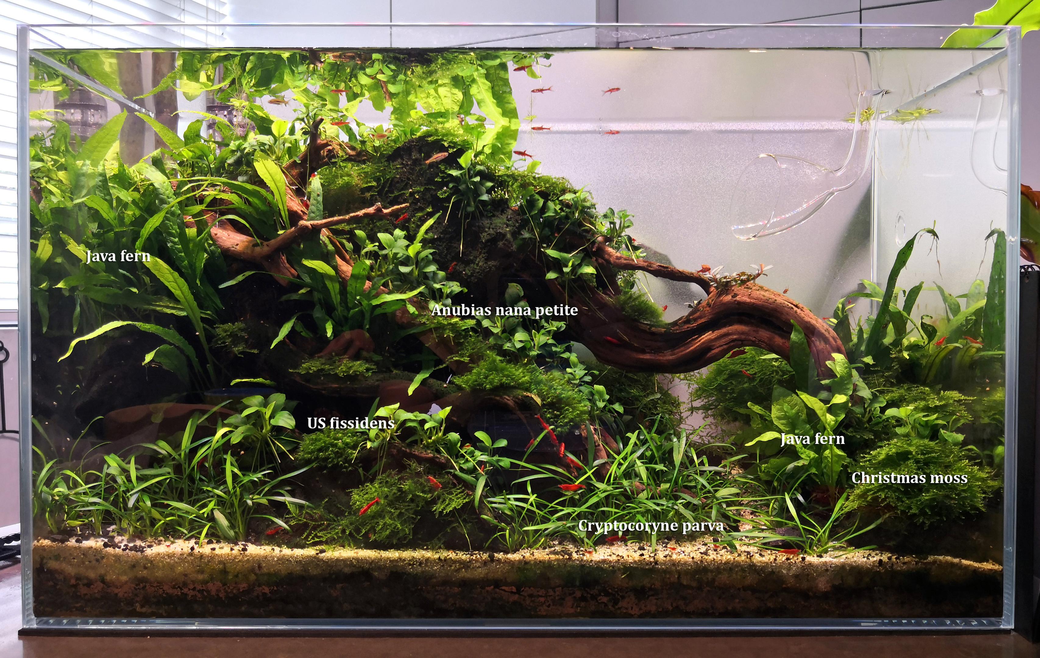 Low tech aquarium with Anubias 'petite', US fissidens moss, Christmas Moss, Cryptocoryne parva