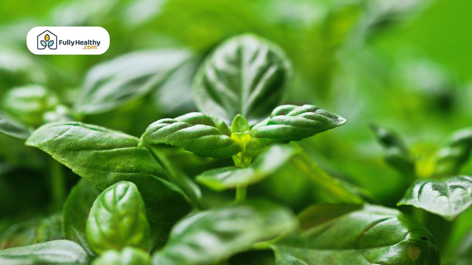 Close-up of bright green basil leaves with visible veins and soft lighting