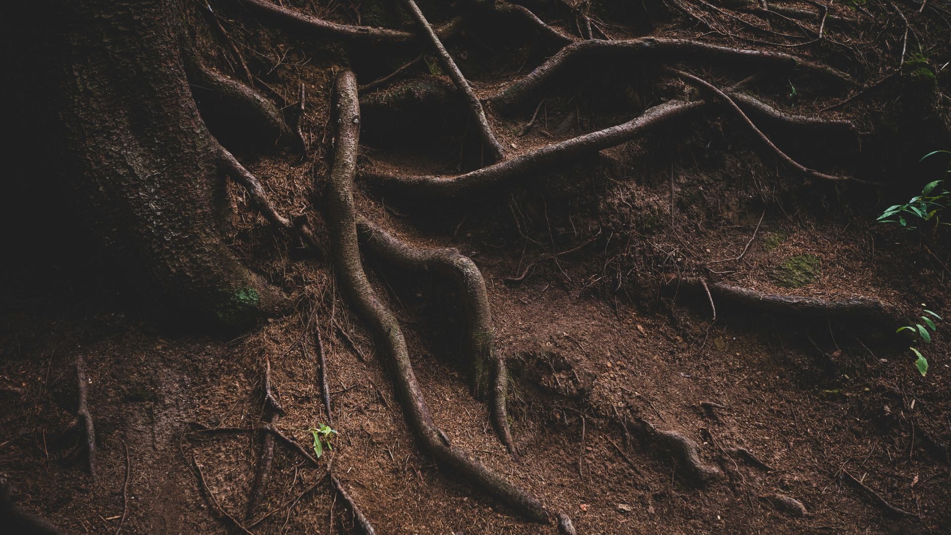 A series of tree roots coming out of the ground. 