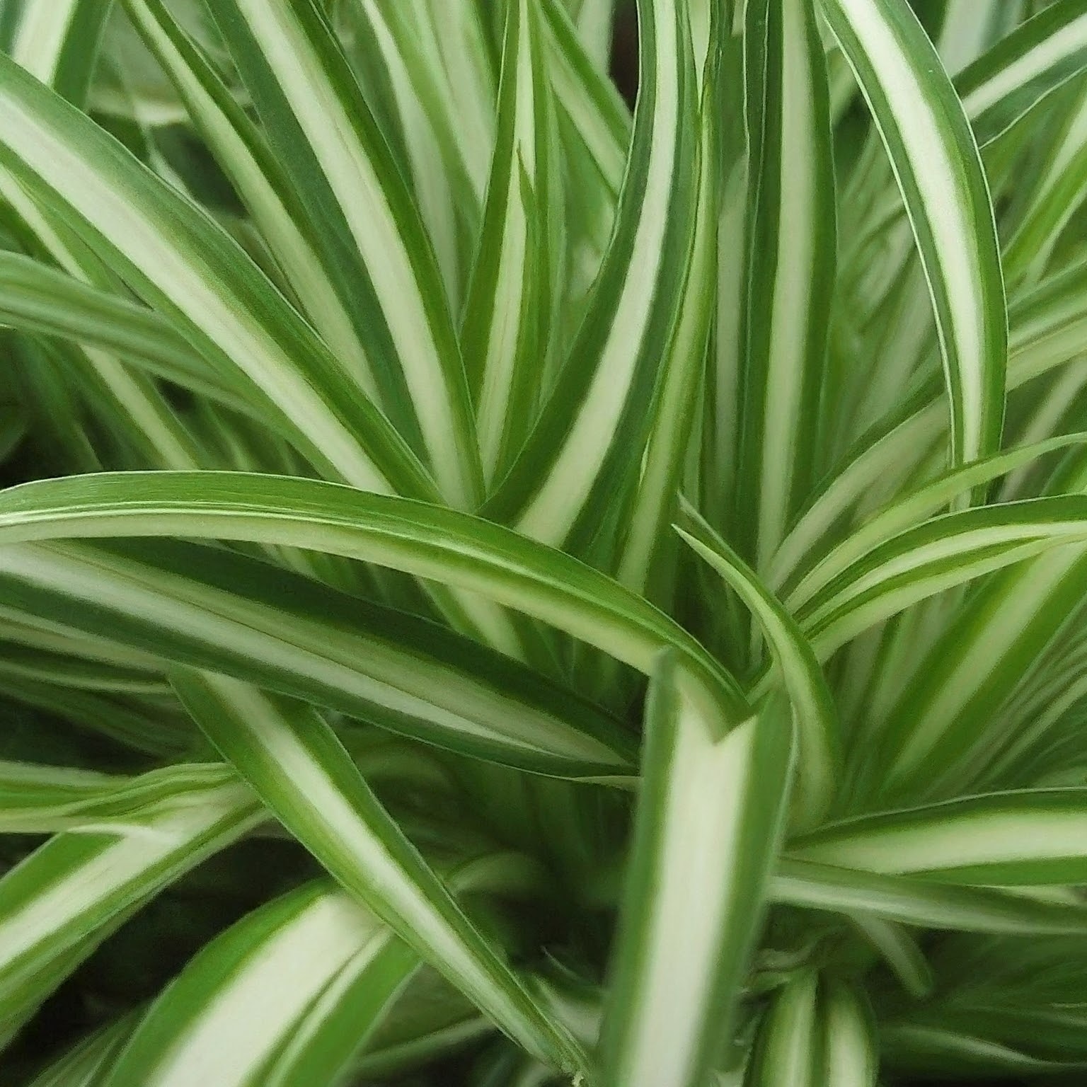 Interesting Spider Plant Facts