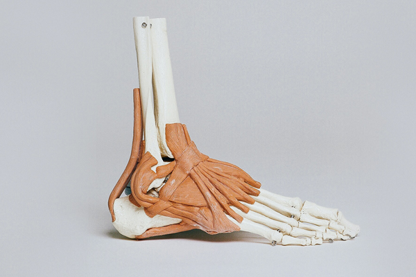 example of ankle ligaments image