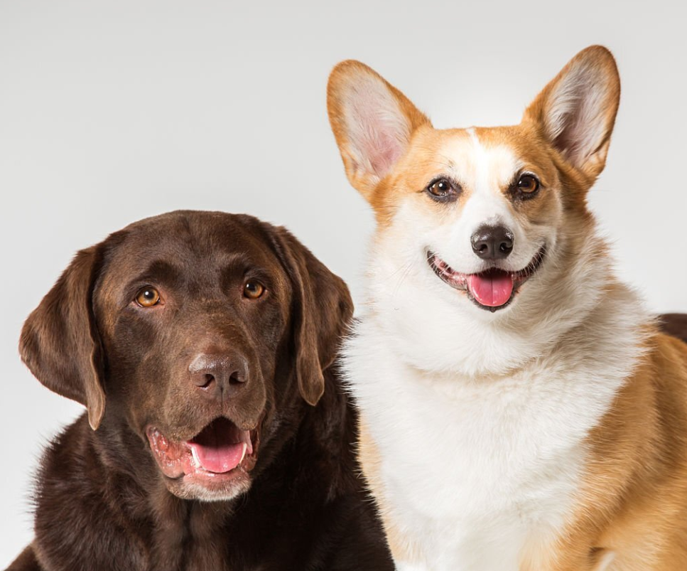 Corgi Lab Mix- Expert Guide Of The Social Corgidor Puppy