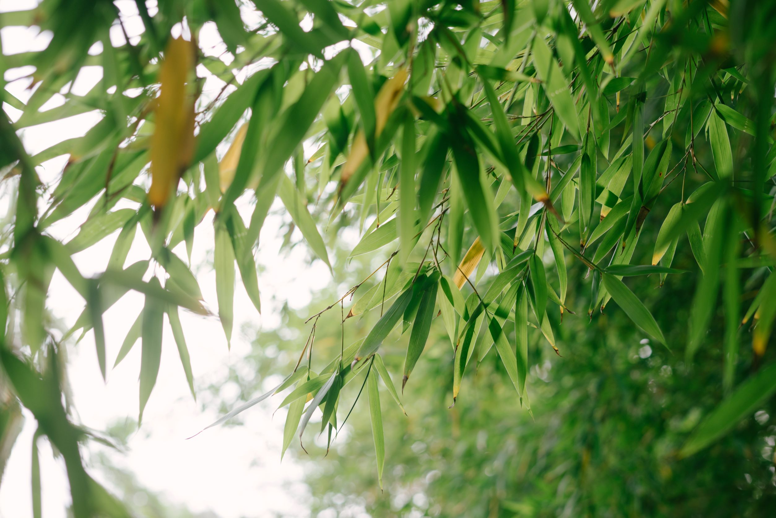 bamboo leaves