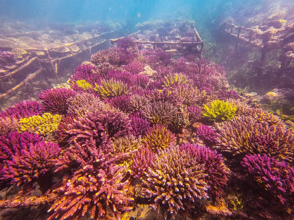 coral reef, coral farm