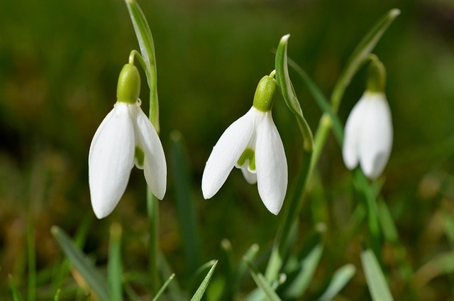 flowers, snowdrop, meadow, beautiful flowers, bloom, blossom, flowering plant, plant, flower background, flower wallpaper, flora, nature