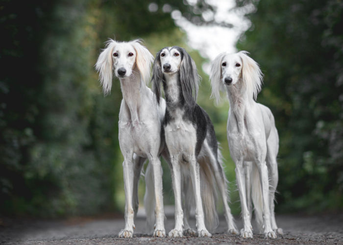 do saluki dogs shed