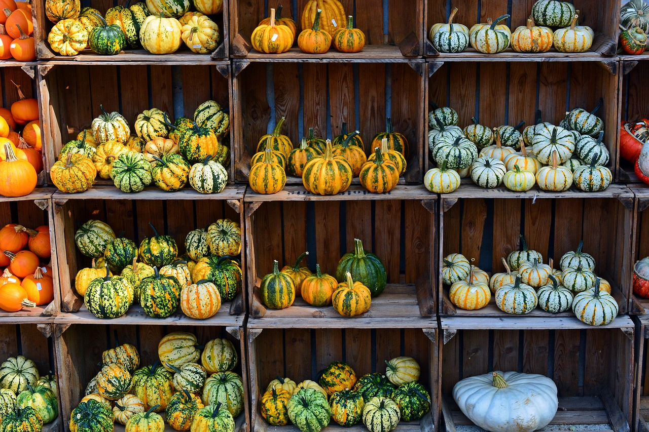 How to Grow Pumpkins: Best 101 Guide to Growing Pumpkins 4
