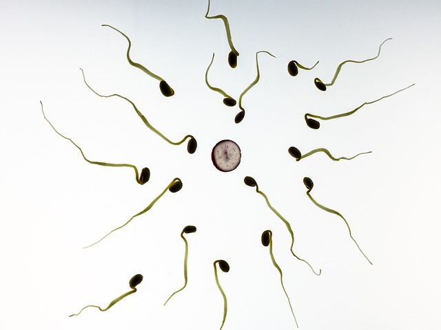The vas deferens transports sperm from the testicle to the seminal vesicles for ejaculation