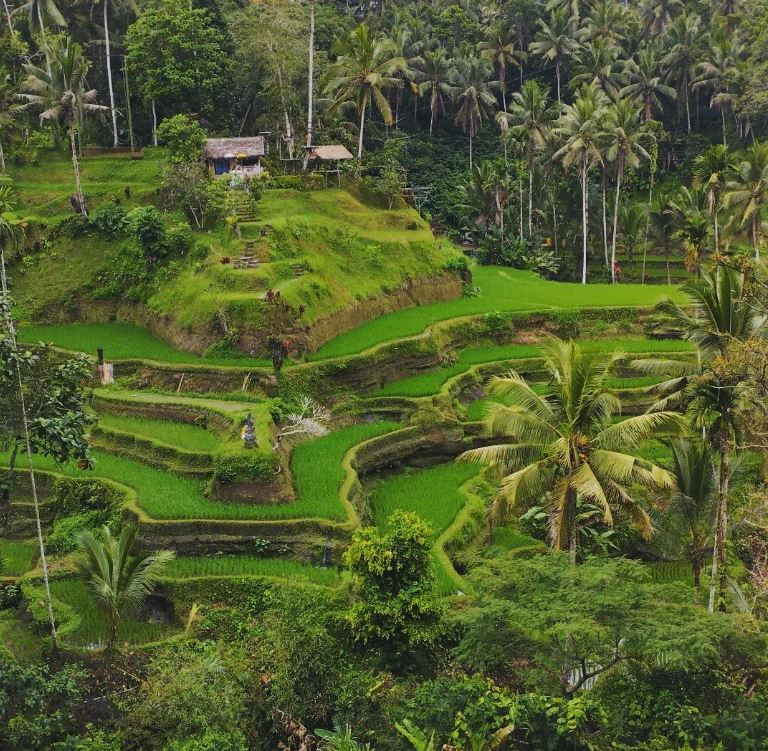 things to do in ubud bamboo houses