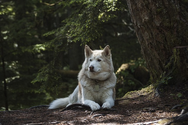 forest, dog, canine