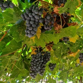 Cabernet Franc