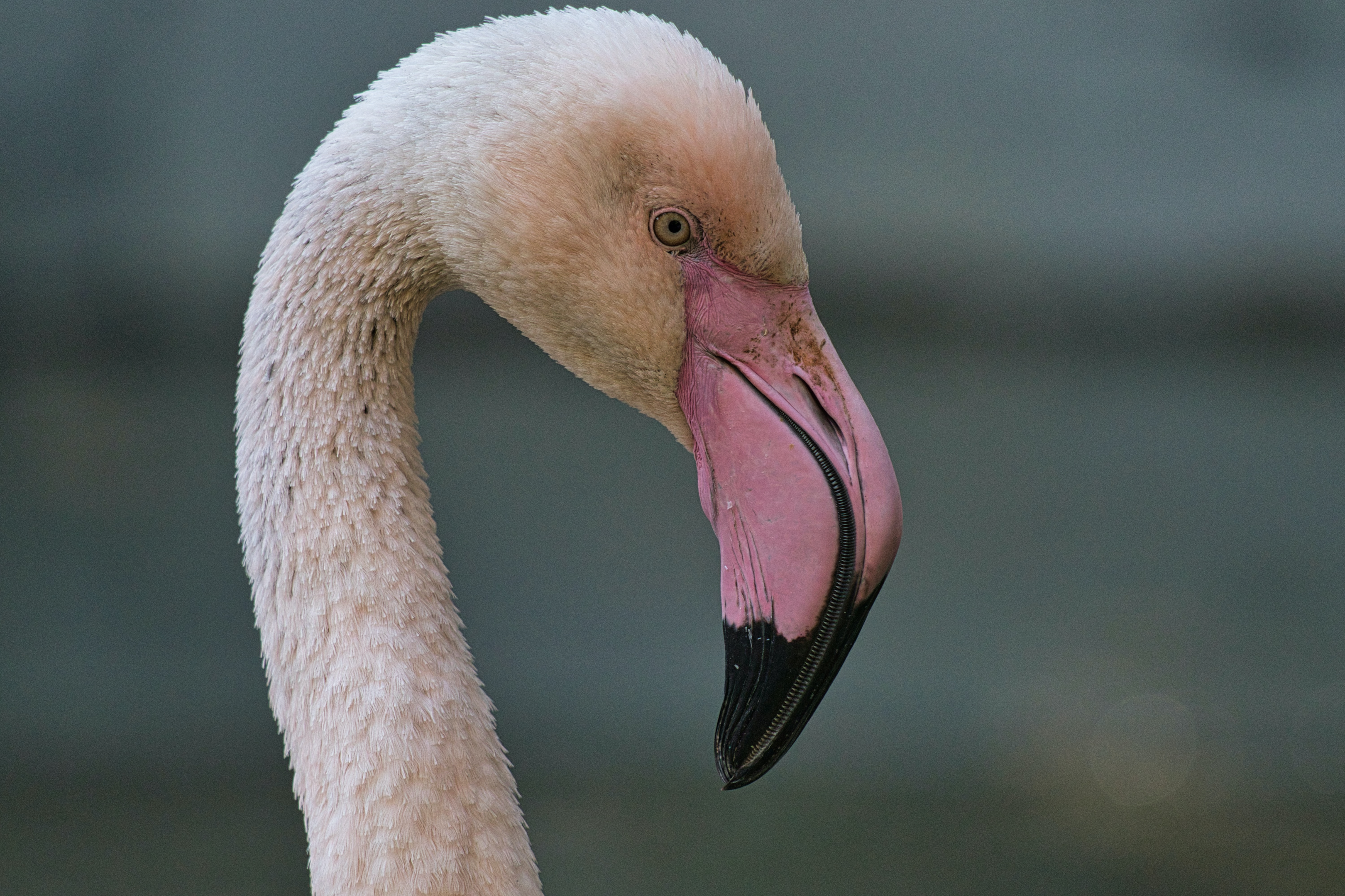Flamingo at Los Angeles Zoo in Los Angeles. Photo by Michael Branch
