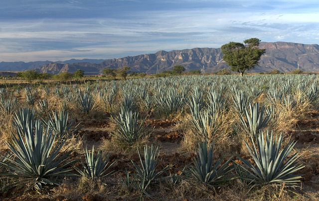 agave, blue agaves, agave tequilana